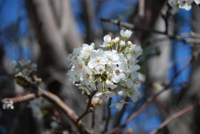 Flower (Large).jpg